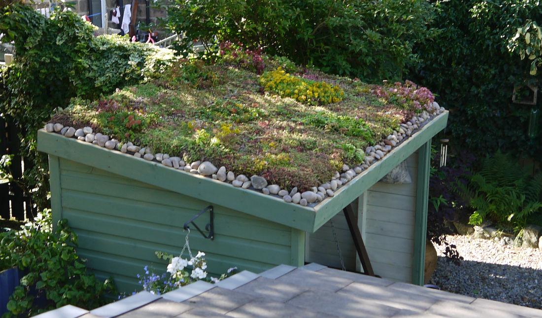 Sedum roof for garden shed 